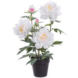 Lfp842wh